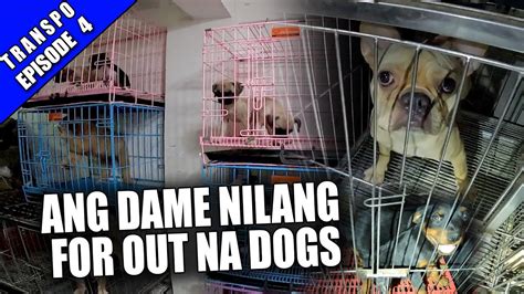 bet bulldog|Iba pa.